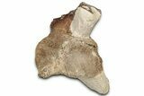 Fossil Plesiosaur Cervical Vertebra - Asfla, Morocco #328643-1